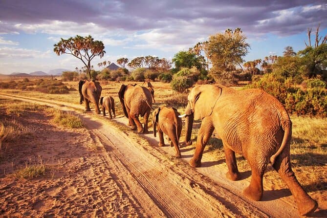 Red earth landscape with elephant herd in Tsavo East Kenya