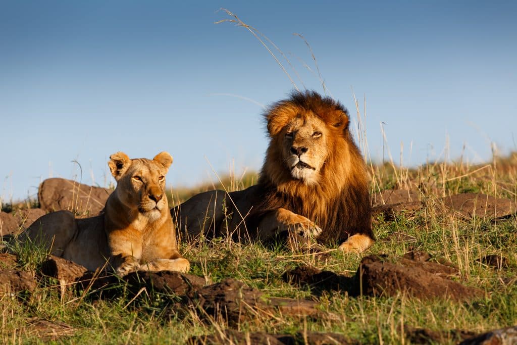 Lions in natural habitat during Big Five Safari Kenya Masai Mara