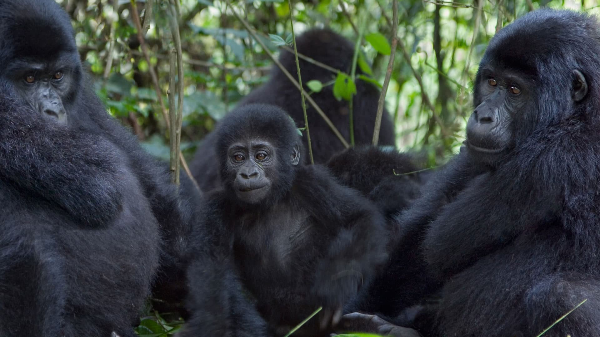 Mountain gorilla family in Bwindi Impenetrable Forest Uganda