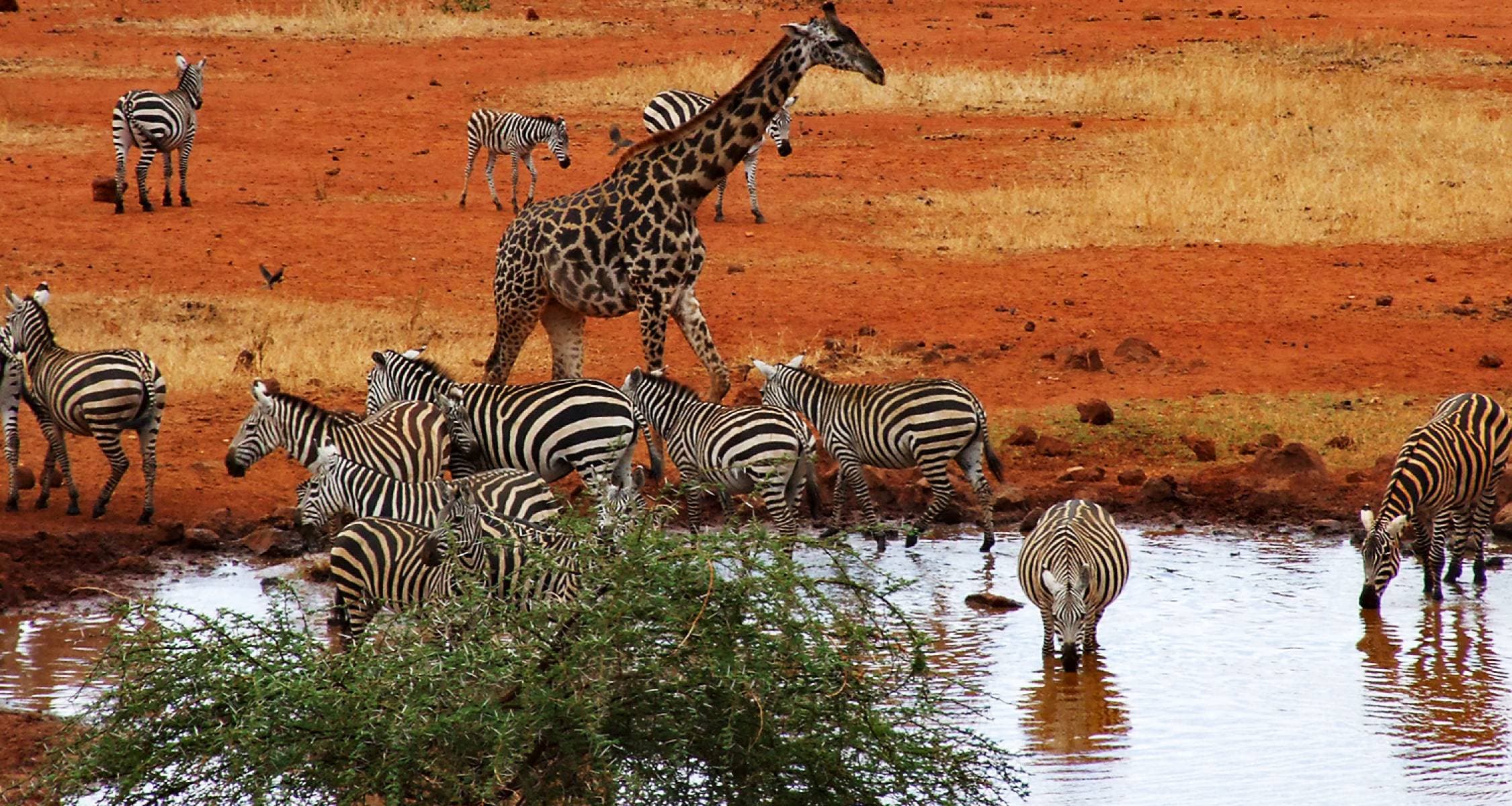 Kenya safari destination